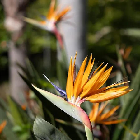 Bergerie Fiumicellu + Maisonnette ヴィラ